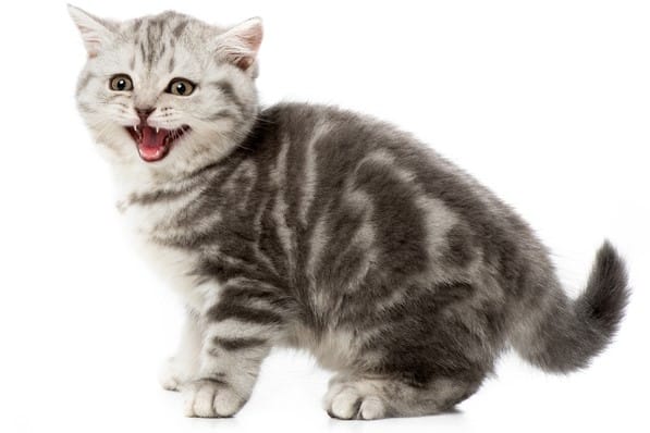 Cat standing and meowing on white background