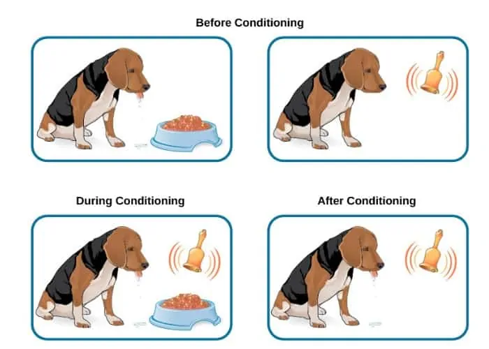 Pavlov classical conditioning in dogs illustration