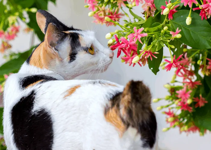 a bobcat smelling red and yellow flowers