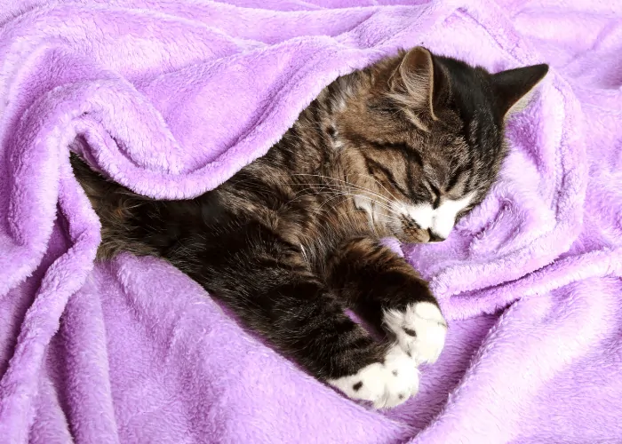 a cat sleeping on a dirty pink towel