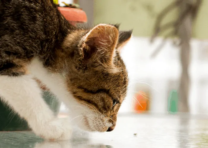 a cat sniffing something