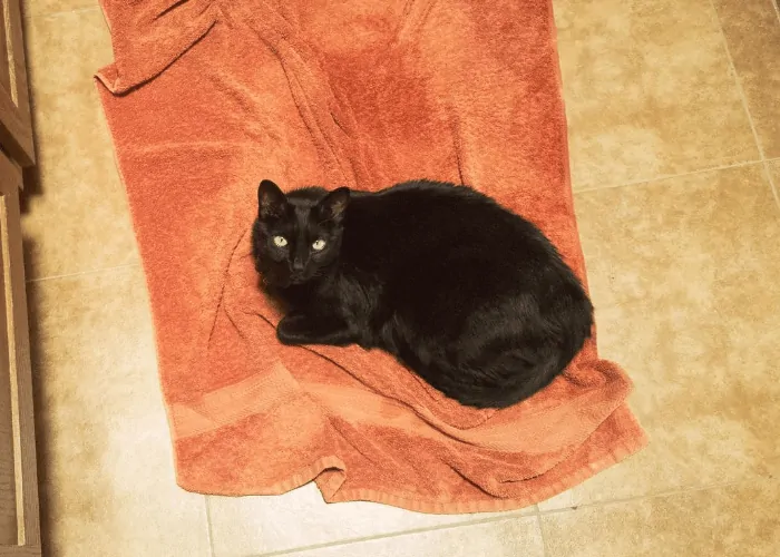 black cat lying on an orange dirty towel on the floor