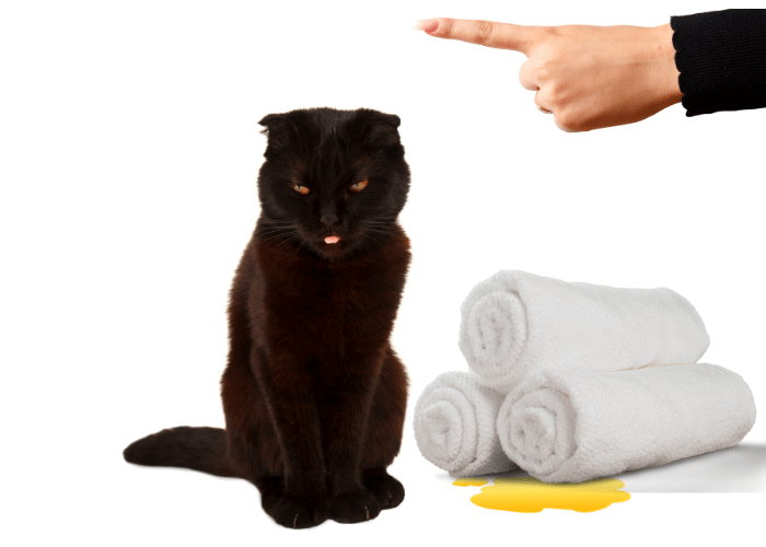 black cat peed under 3 folded white towels