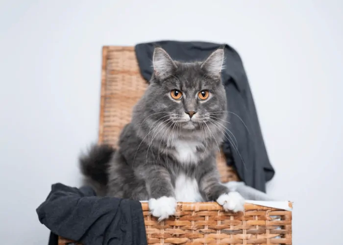 cat coming out of laundry basket