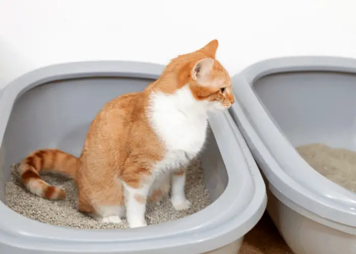 cat inside a litterbox