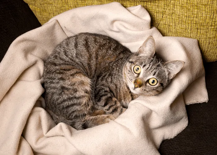 cat lying on a clean laundry