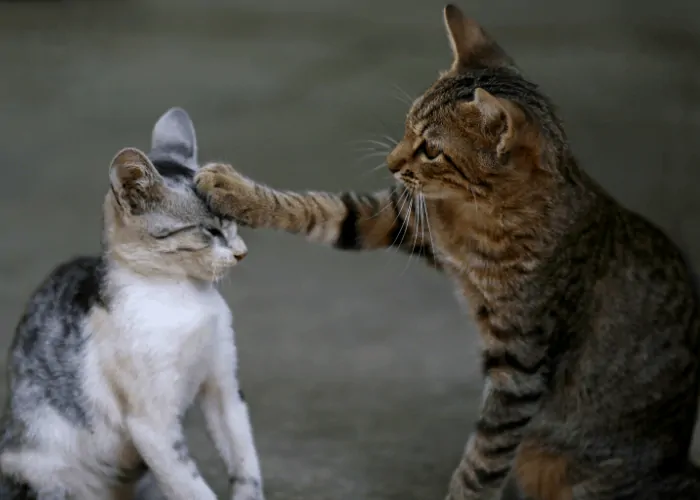 cat pawing another cat on the forehead