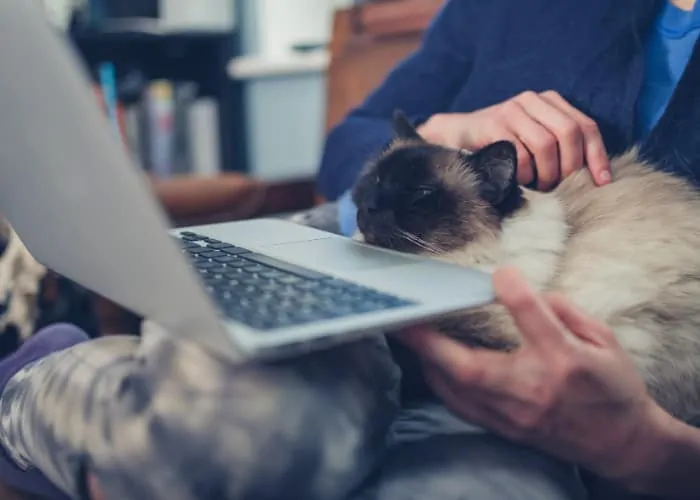 cat putting its face on its owner's laptop