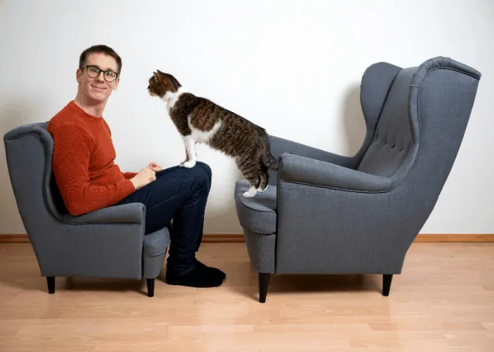 cat standing on owner's lap to seek attention