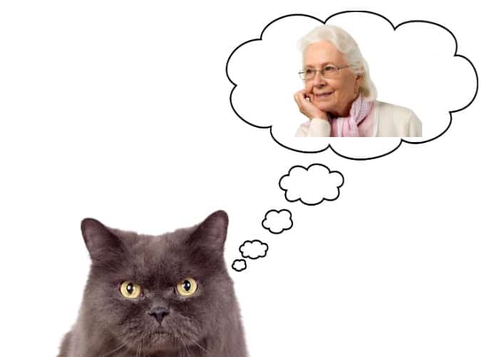 cat thinking of its granny owner