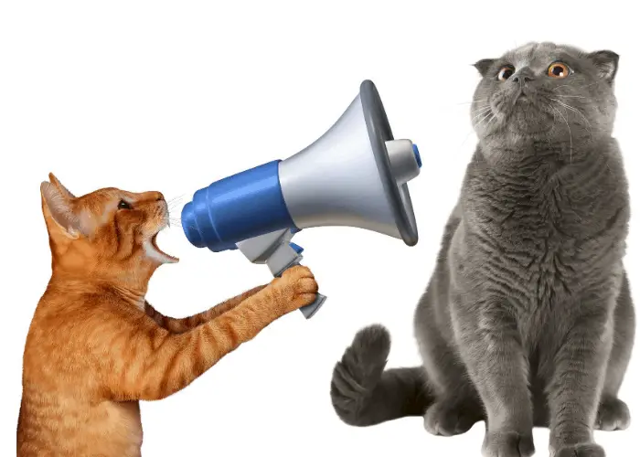 yellow cat using a megaphone to talk to the other cat