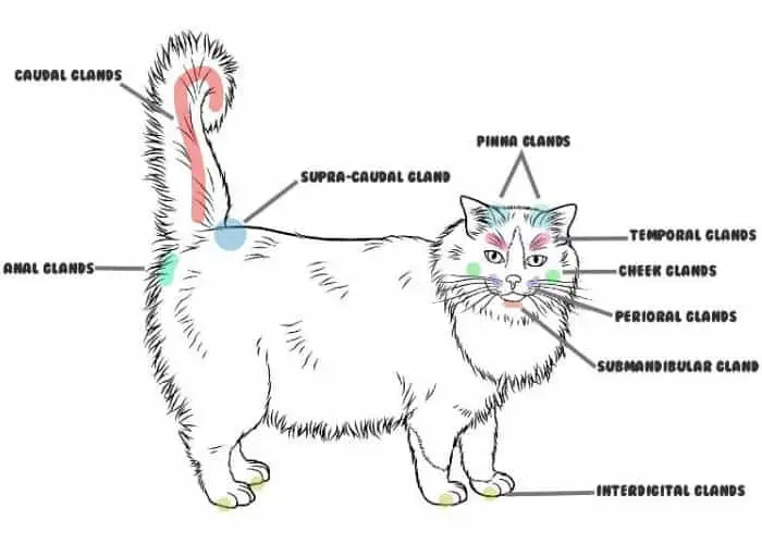 Cat glands illustration