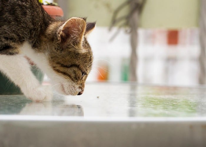 Cat sniffing bleach smell on the bench top