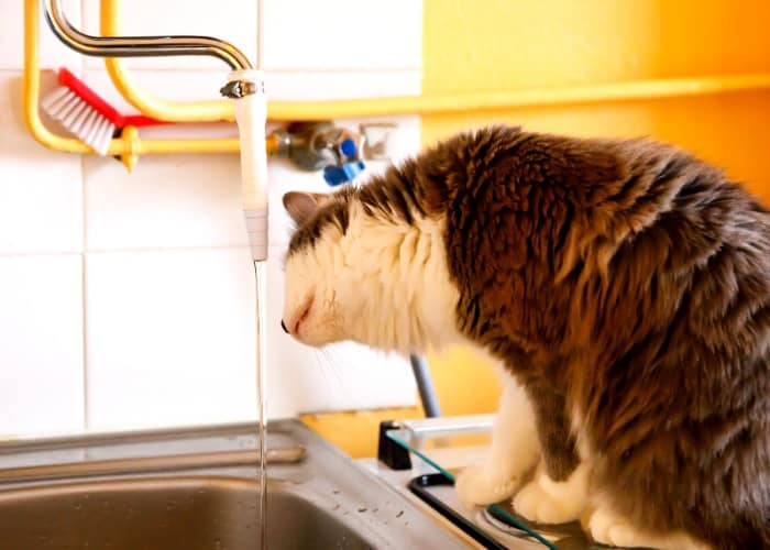 Cat sniffing chlorine in the water