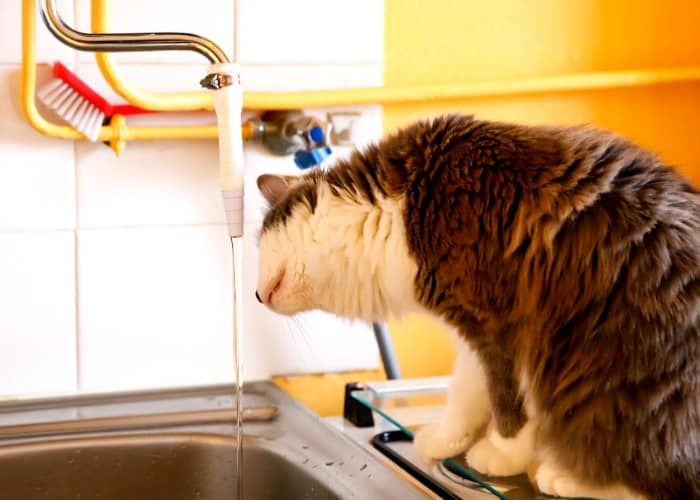 Why Do Cats Like The Smell of Bleach? | Cat Breeds FAQ