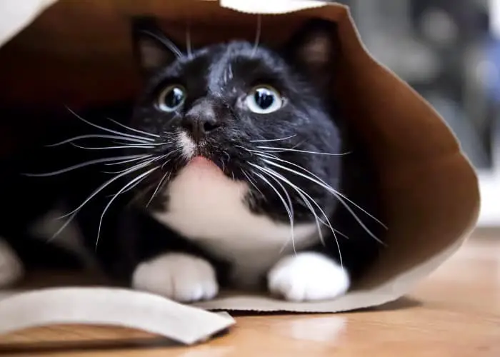 anxious cat inside a paper bag