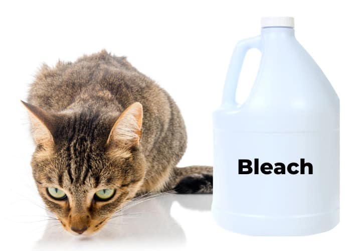 cat beside a bleach bottle