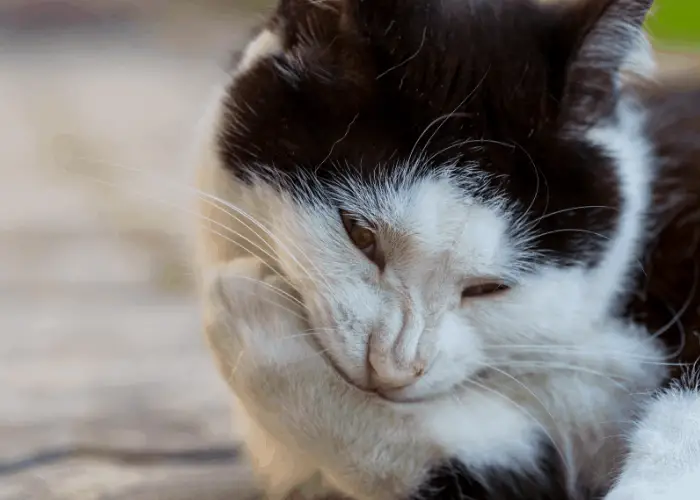 cat biting its left hind leg claws