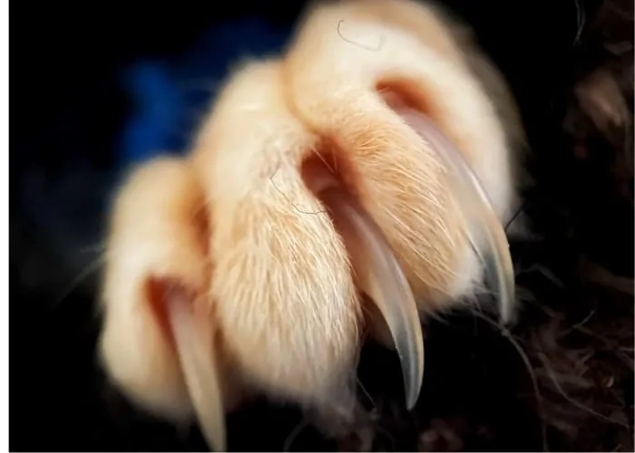 cat claws on dark background