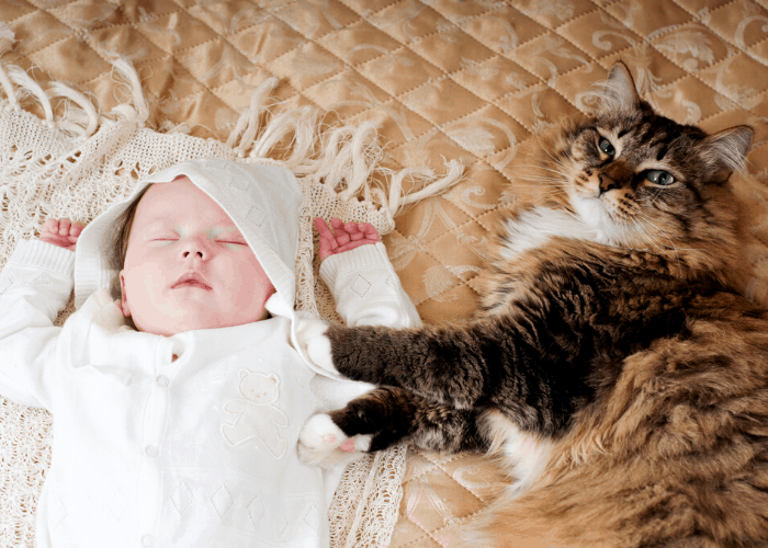 cat lying beside lady a baby