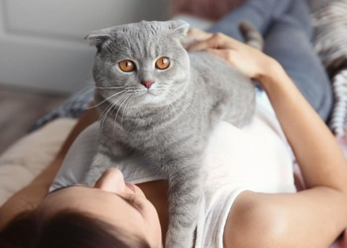 cat lying on top of owner's bosom