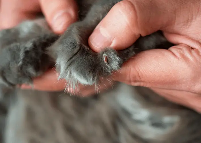 cat nails being exposed by owner