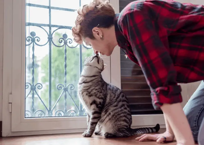 cat showing affection to owner