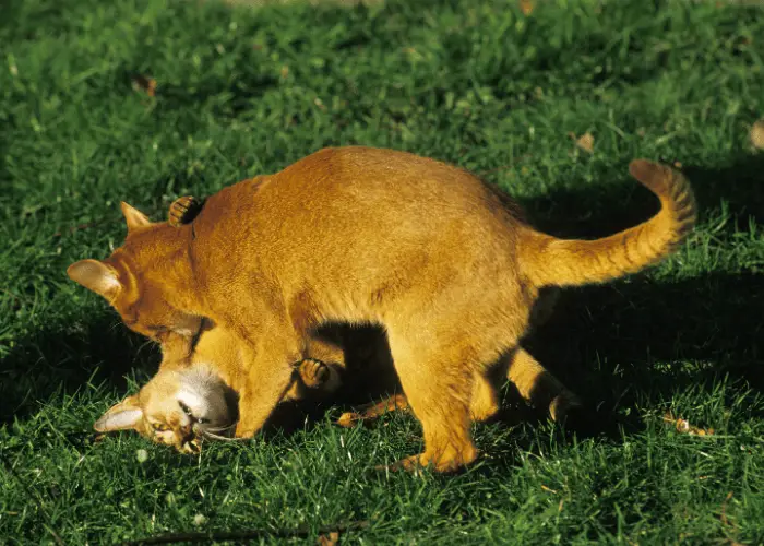 2 Abyssinian Cats fighting on the lawn