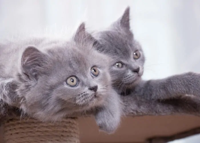 2 british shorthair kittens sitting in the couch