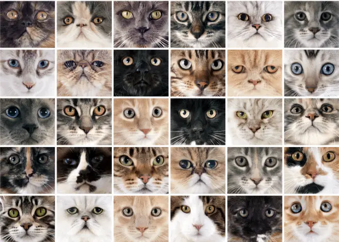 30 cat breeds varieties