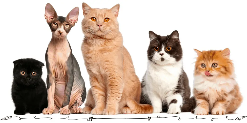 5 cat breeds on white background