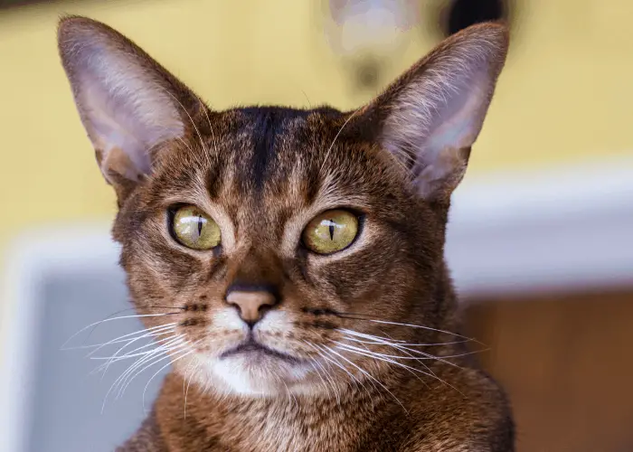  Abyssinian Cat close up photo