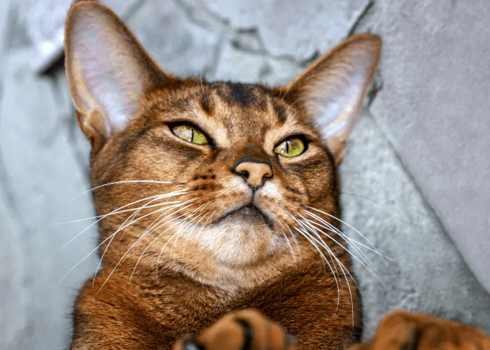  Abyssinian Cat lying on its back