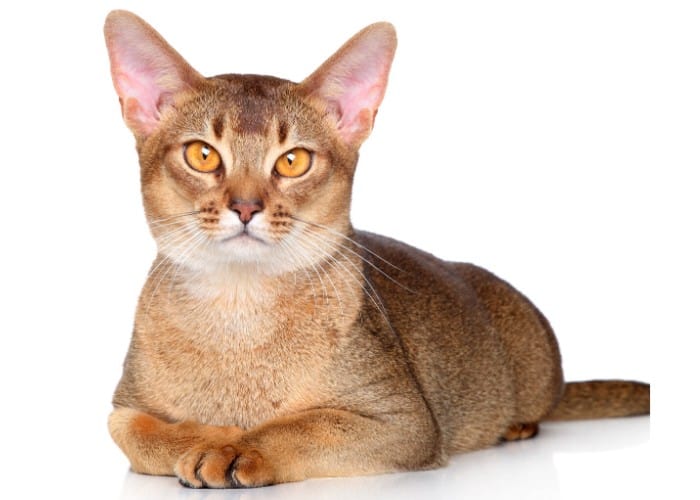  Abyssinian Cat 