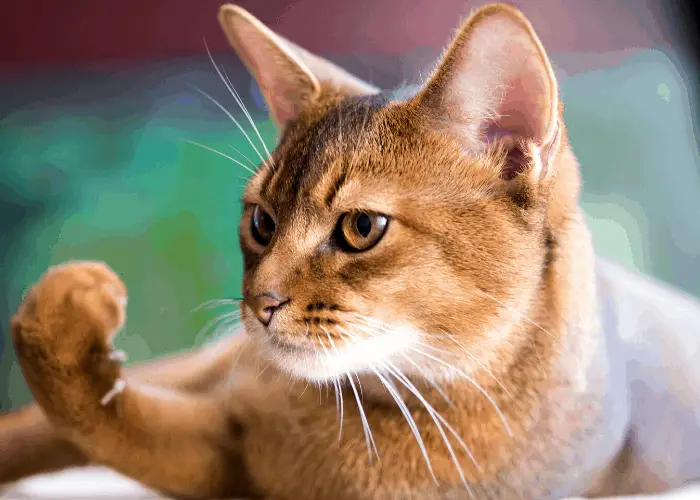  Abyssinian Cat pawing