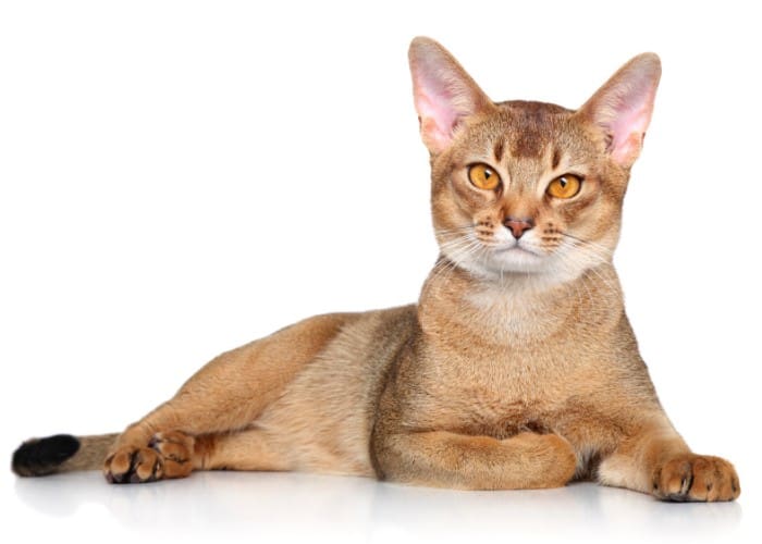  Abyssinian Cat photographed on white background
