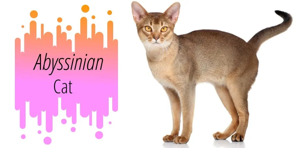 Are Abyssinian Cat aggressive image