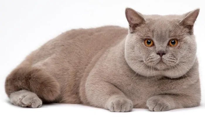 British shorthair cat on white background