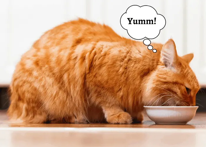 Cat eating in a small bowl