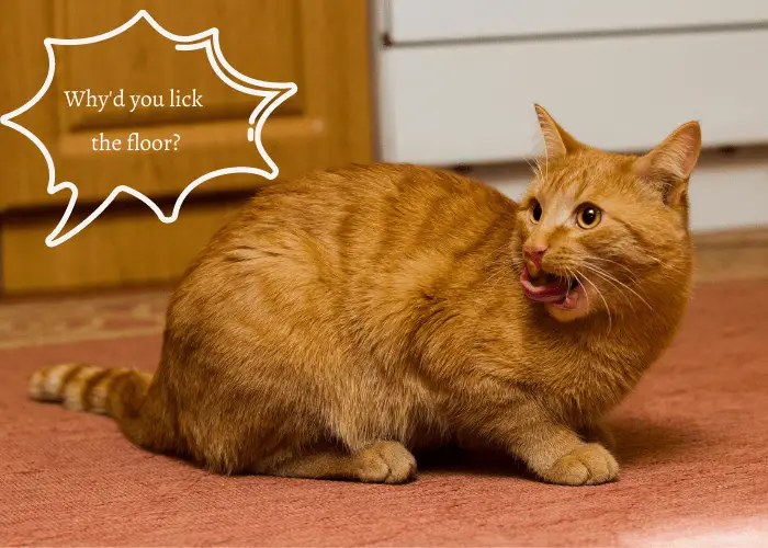 Why Do Cats Lick Everything Odd Behavior Explained