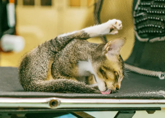 Cat licking the chair