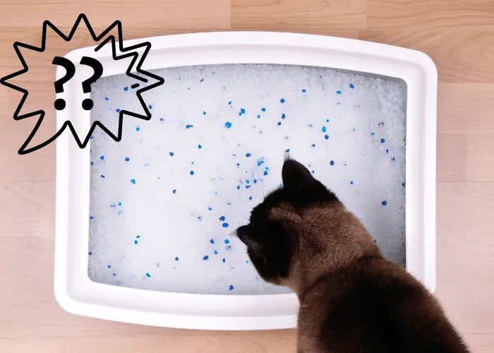 Why Do Cats Lick Everything Odd Behavior Explained