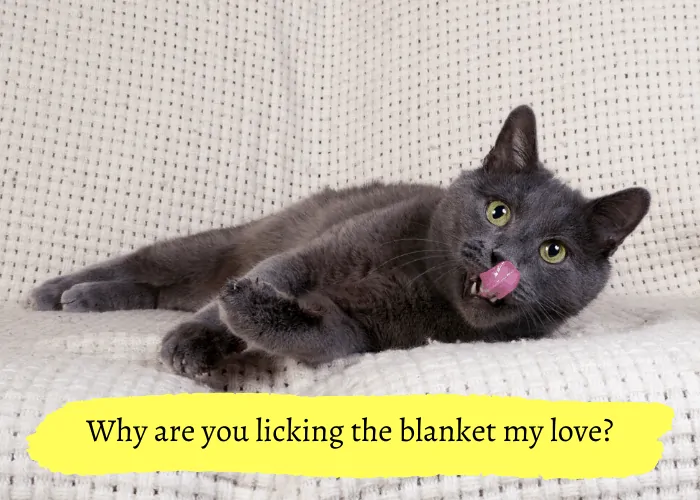 Cat lying on the blanket licking its nose
