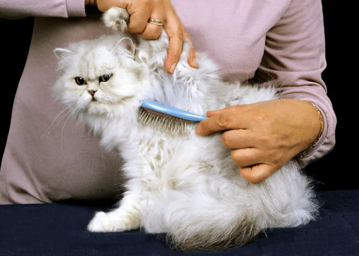 Persian cat being groomed by its owner