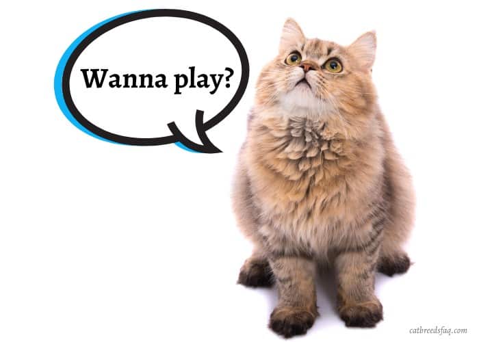 Persian cat excited to play