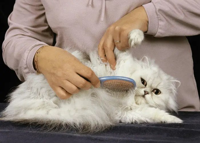Persian cat grooming