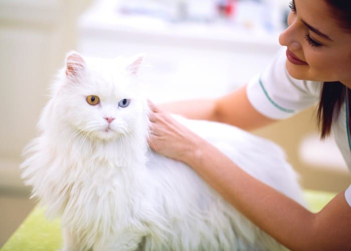 Persian cat in a vet clinic