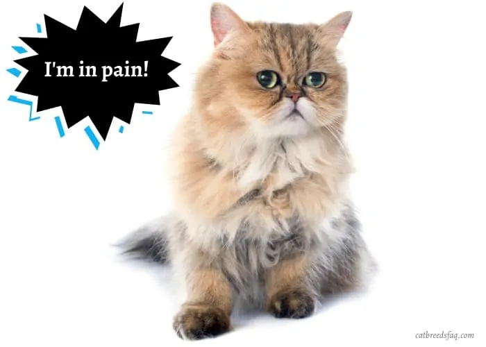 Persian cat in pain and looking at its left side