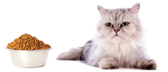 Persian cat looking at a bowl of food