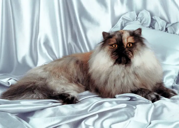 Persian cat lying in bed